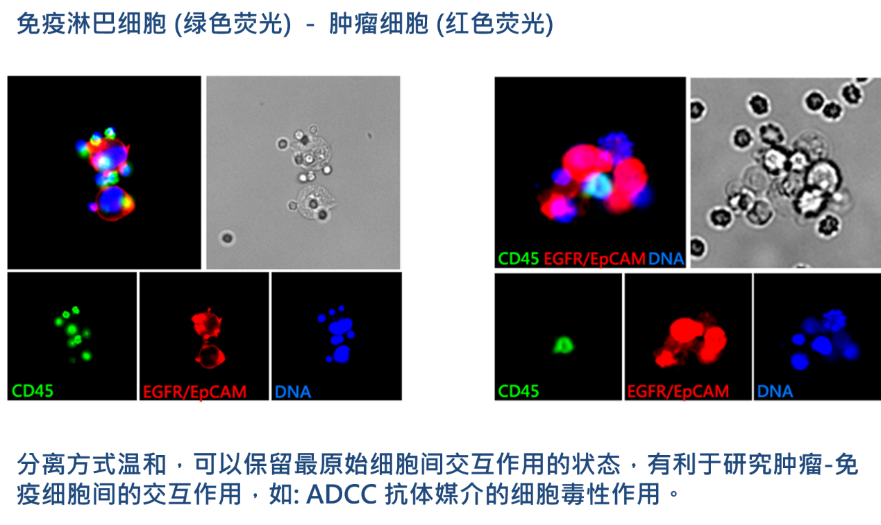 2、肿瘤-免疫细胞交互作用研究.png