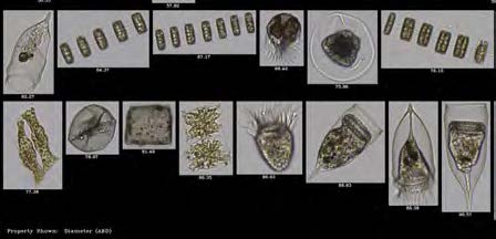 海洋和淡水研究-海洋浮游生物.jpg