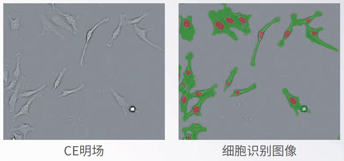 应用4：无标记成像.png